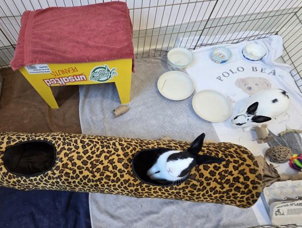 Simu, Adoptable, Young Male Bunny Rabbit.