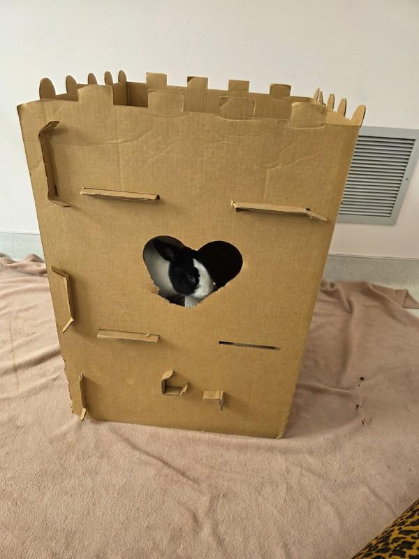 Enlarge Simu, a Adoptable mixed breed in Santa Rosa, CA image 3/6