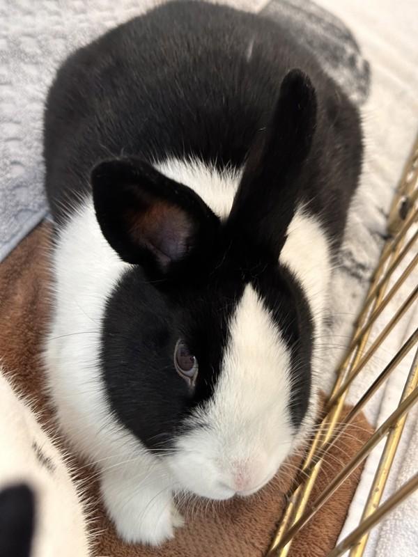 Enlarge Simu, a Adoptable mixed breed in Santa Rosa, CA image 4/6