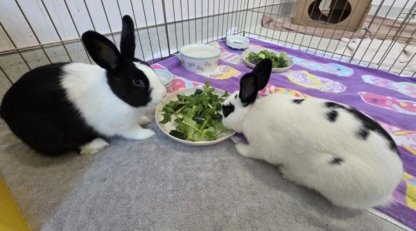 Enlarge Simu, a Adoptable mixed breed in Santa Rosa, CA image 6/6