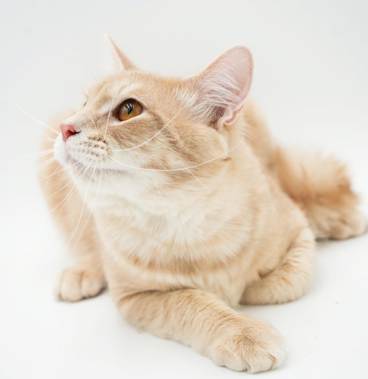 Skipper is just bubbling with excitement to meet you! BONDED WITH SCOOTER. Male Orange / Red, Adoptable, Young Male Maine Coon & Tabby.