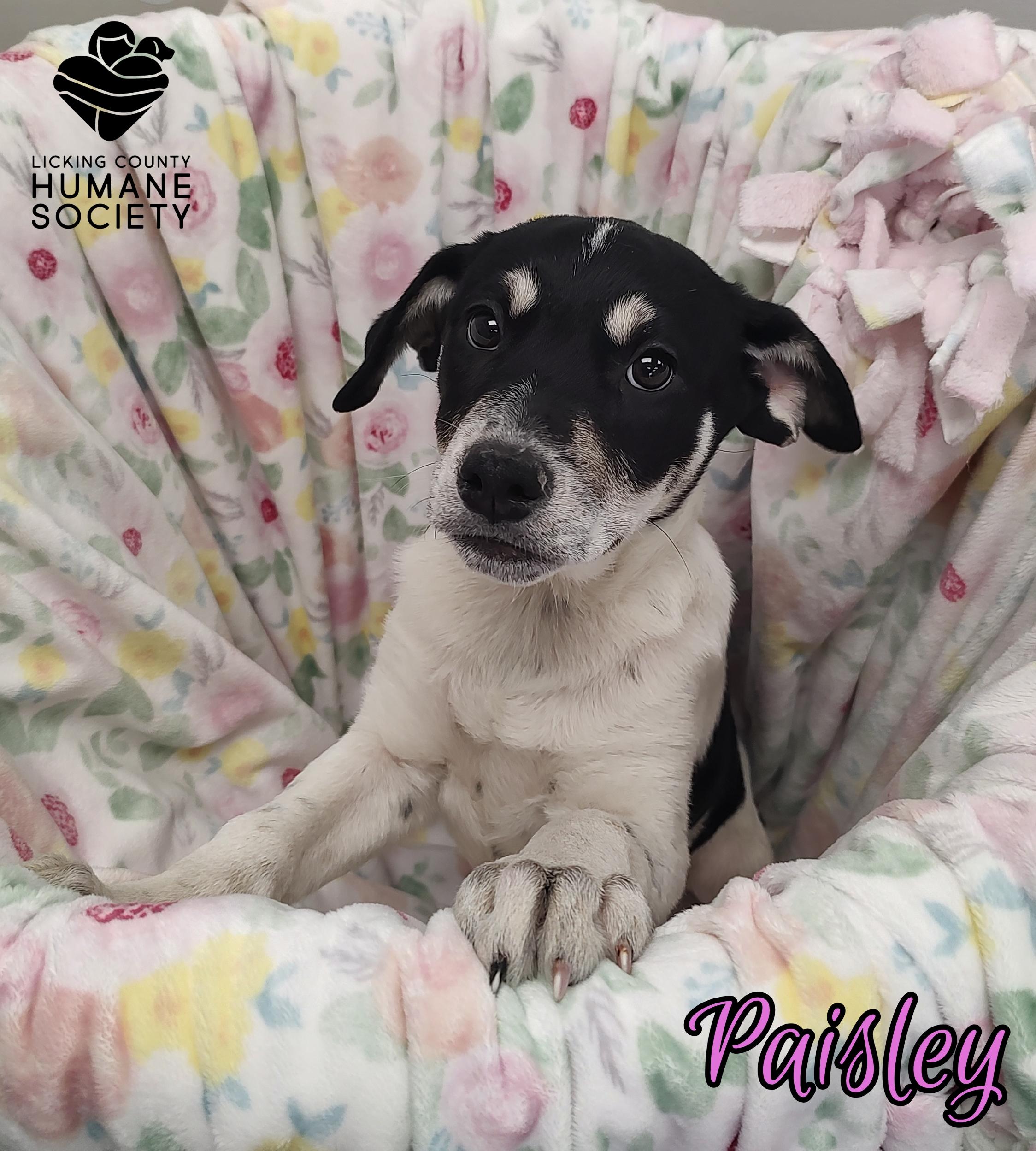 Paisley, ADOPTABLE, Puppy Female Husky & Rottweiler.