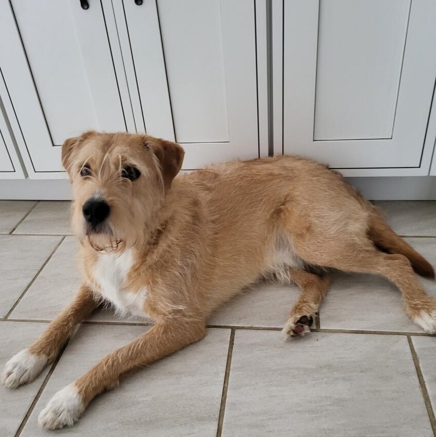 Tanner, Young Male Terrier
