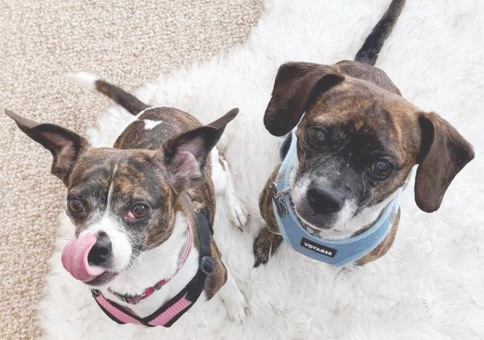 Cagney & Lacey-Bonded Pair, Adoptable, Adult Female Beagle & Terrier.