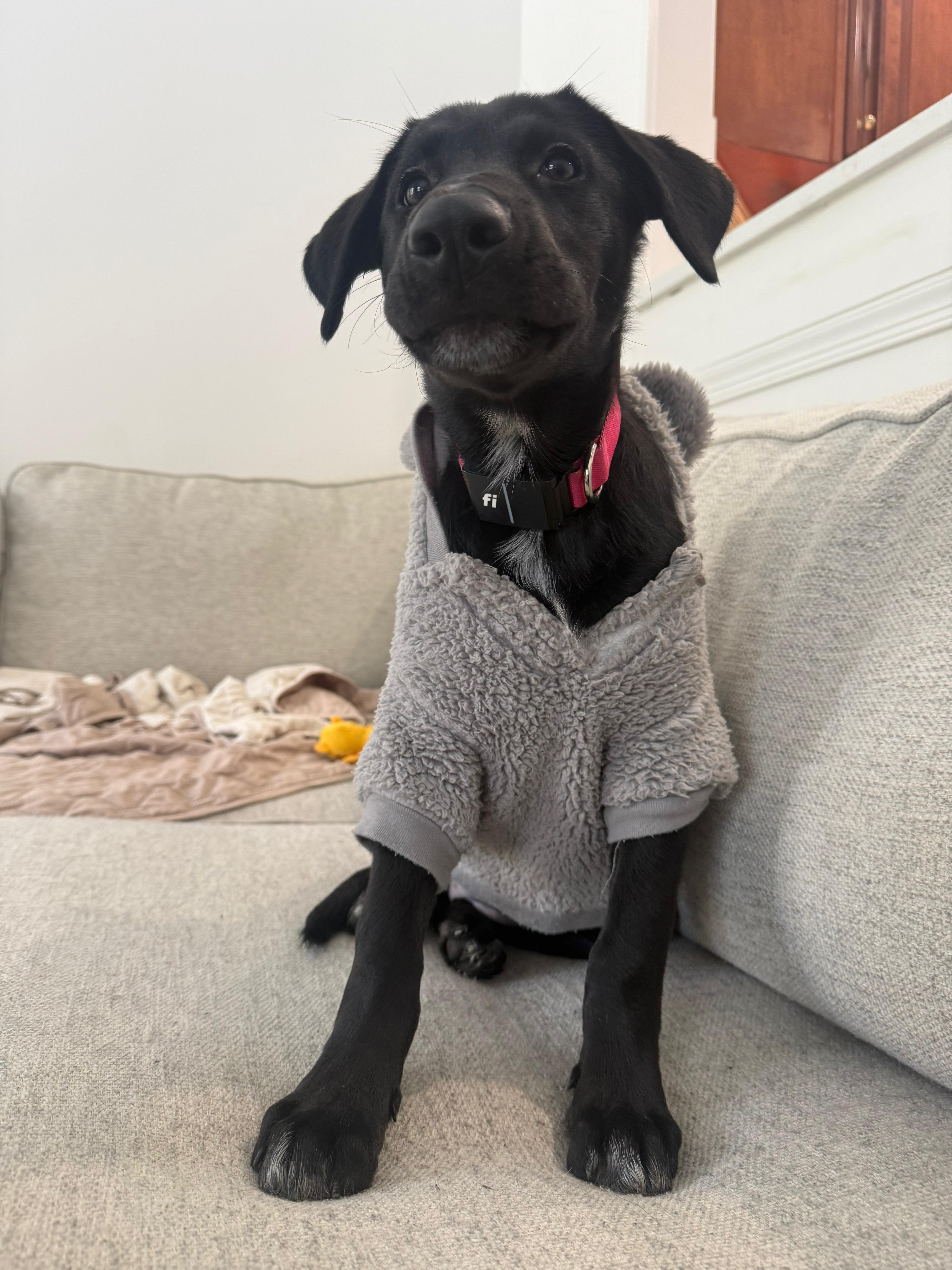 ECLIPSE - Adoptable Pet | Petfinder | Petfinder