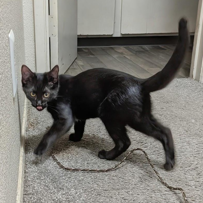 Enlarge Sequoia, a Adopted Domestic Short Hair in Midvale, UT image 2/5