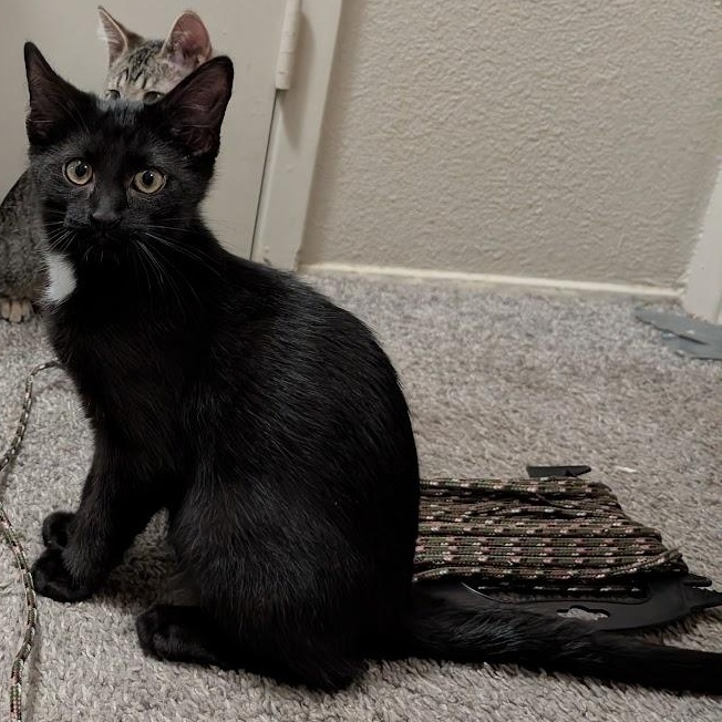 Enlarge Sequoia, a Adopted Domestic Short Hair in Midvale, UT image 3/5
