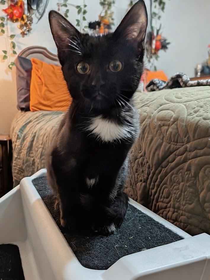 Enlarge Sequoia, a Adopted Domestic Short Hair in Midvale, UT image 1/5
