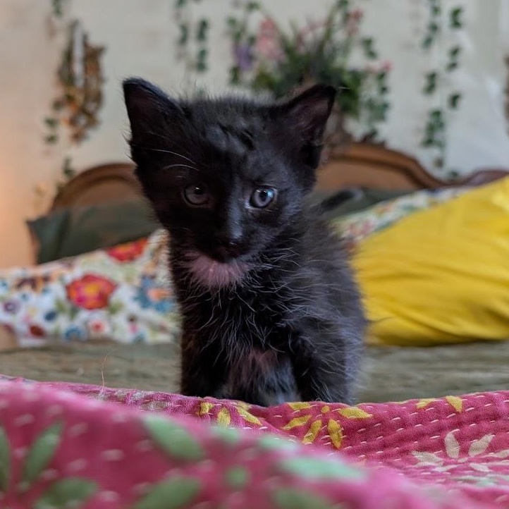 Enlarge Sequoia, a Adopted Domestic Short Hair in Midvale, UT image 5/5