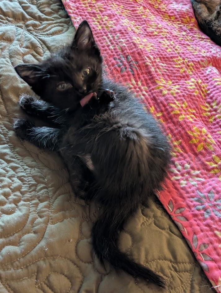 Enlarge Sequoia, a Adopted Domestic Short Hair in Midvale, UT image 4/5