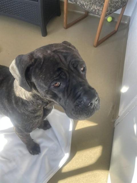 Enlarge SERAPHINA, a Adoptable Mastiff in Easton, MD image 1/1