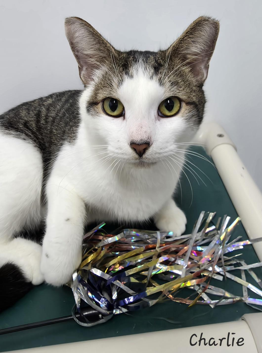 Enlarge Charlie, a ADOPTABLE Domestic Short Hair in Key Largo, FL image 1/4