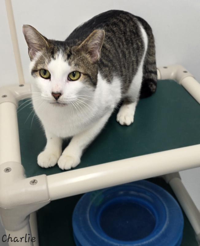 Enlarge Charlie, a ADOPTABLE Domestic Short Hair in Key Largo, FL image 4/4