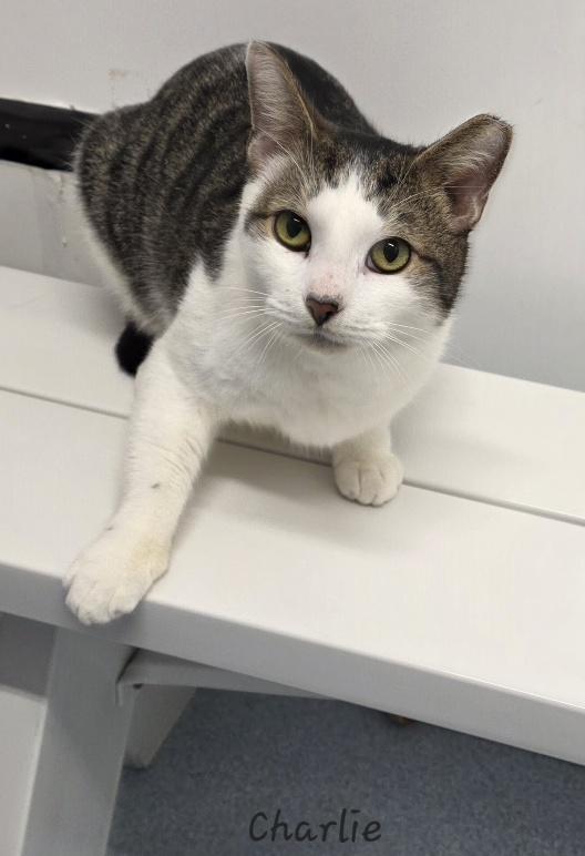 Enlarge Charlie, a ADOPTABLE Domestic Short Hair in Key Largo, FL image 3/4