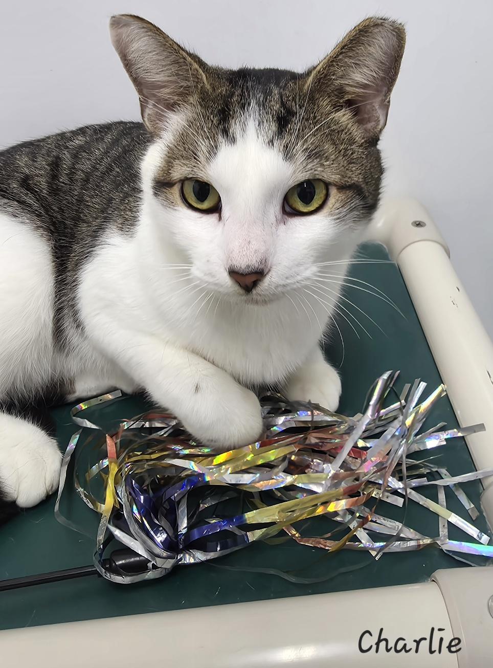 Enlarge Charlie, a ADOPTABLE Domestic Short Hair in Key Largo, FL image 2/4