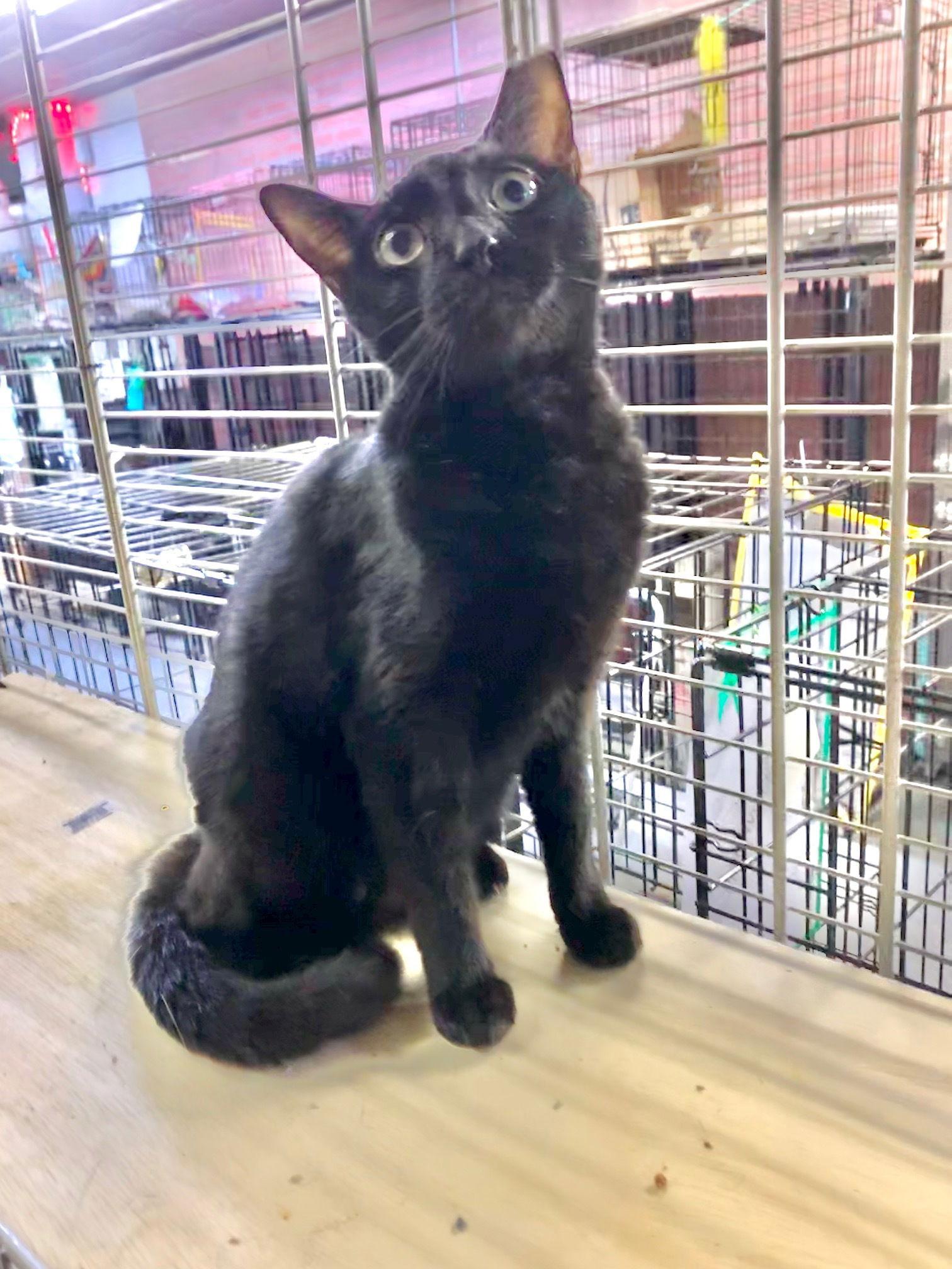 Enlarge Mike, a Adoptable Domestic Short Hair in Margate, FL image 3/3