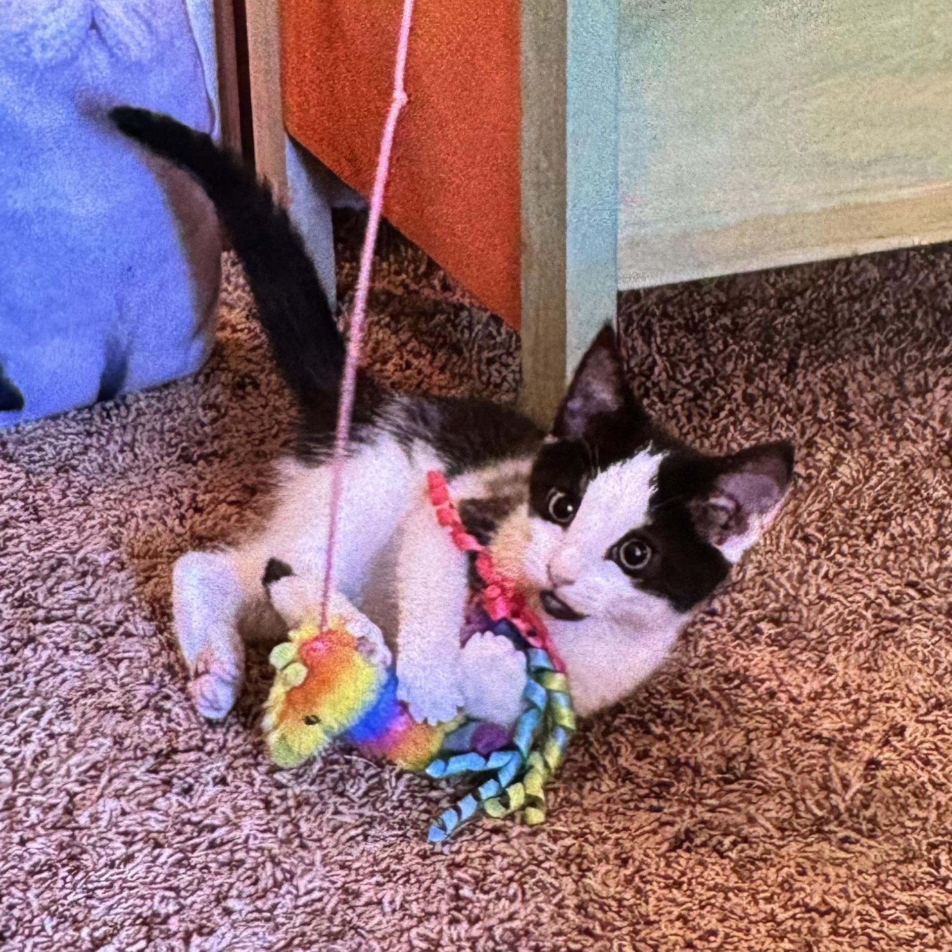 Enlarge Chester, a Adoptable Domestic Short Hair in East Amherst, NY image 5/5