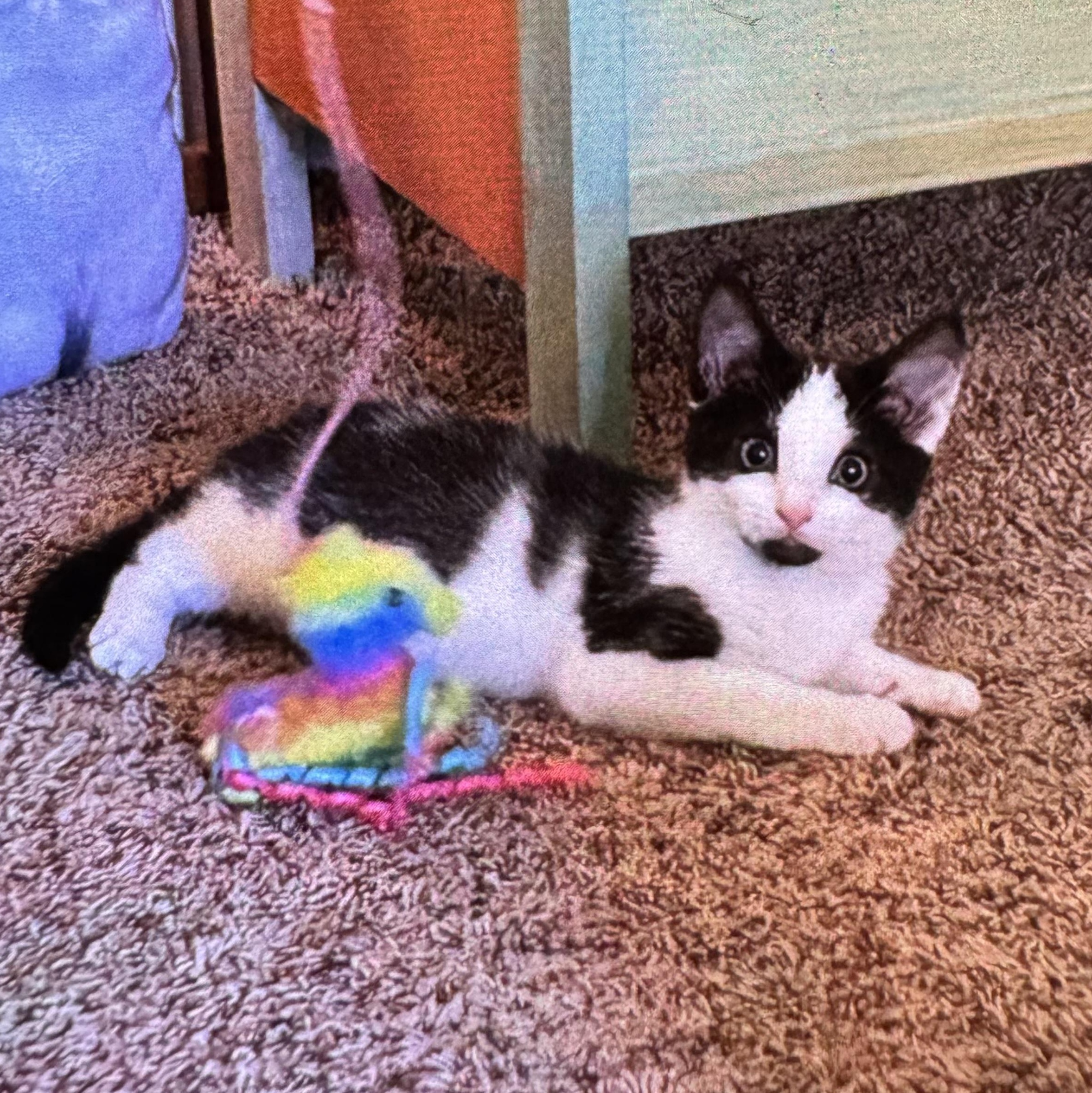 Enlarge Chester, a Adoptable Domestic Short Hair in East Amherst, NY image 3/5