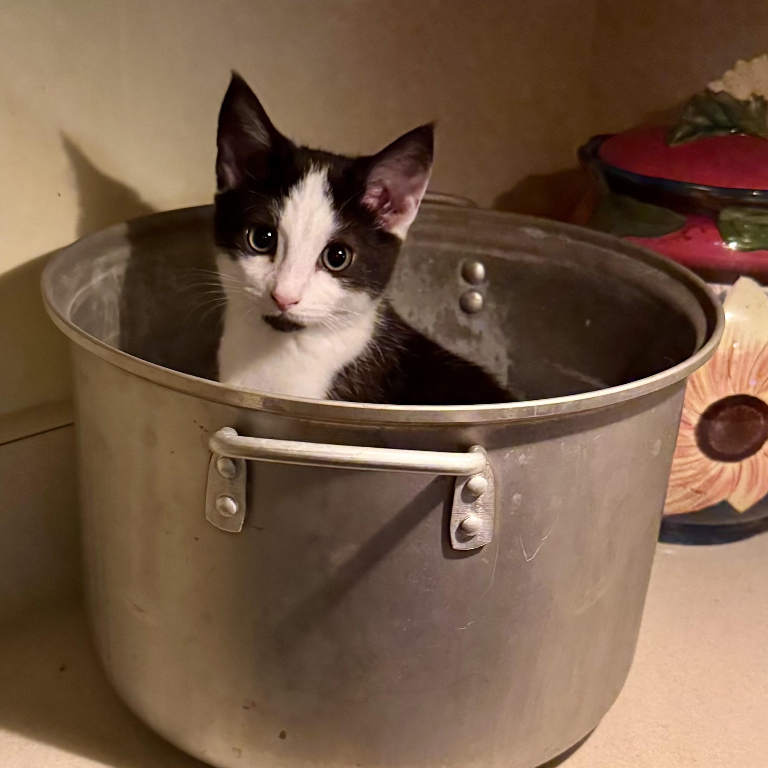 Enlarge Chester, a Adoptable Domestic Short Hair in East Amherst, NY image 2/5