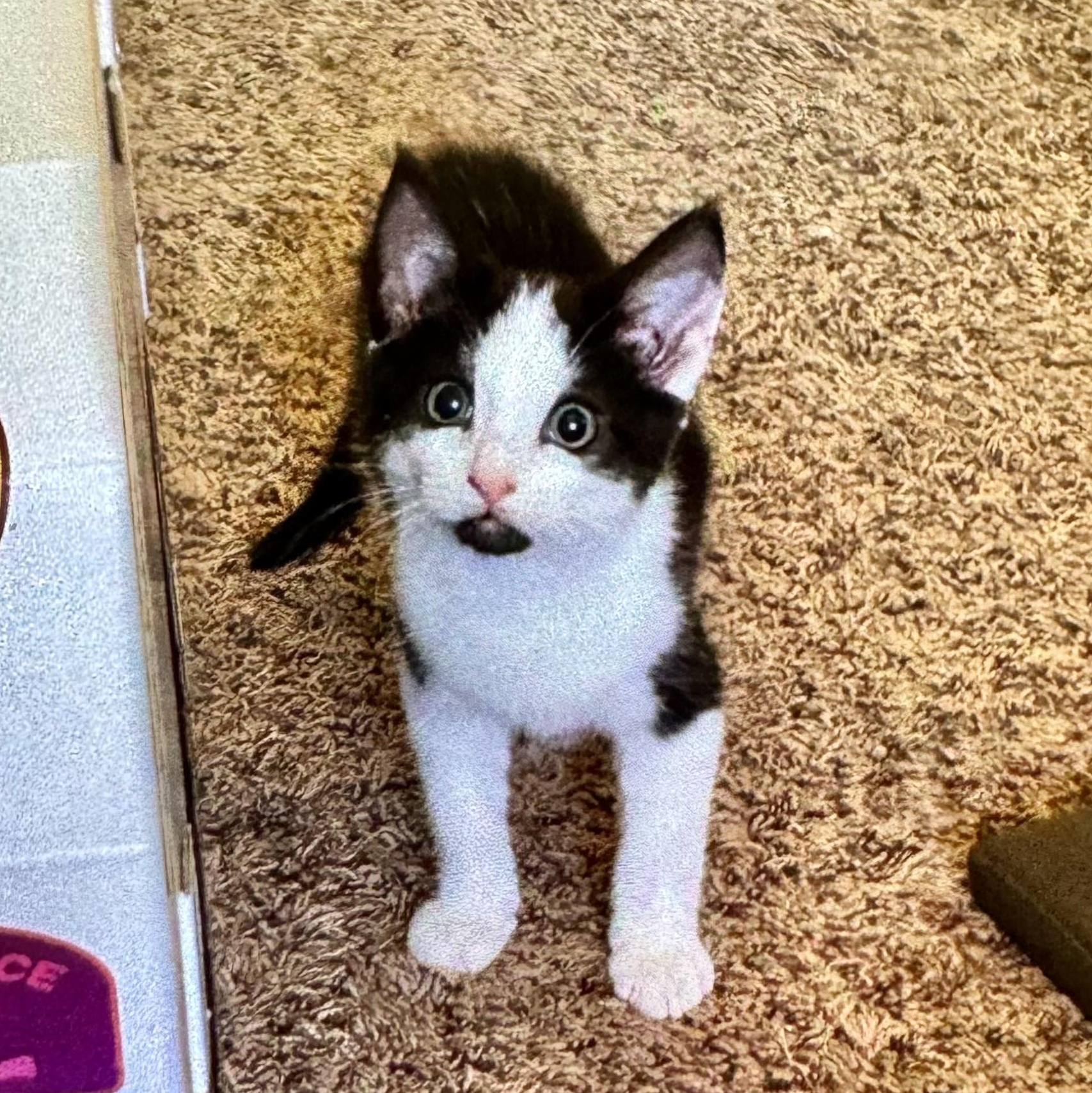Enlarge Chester, a Adoptable Domestic Short Hair in East Amherst, NY image 4/5