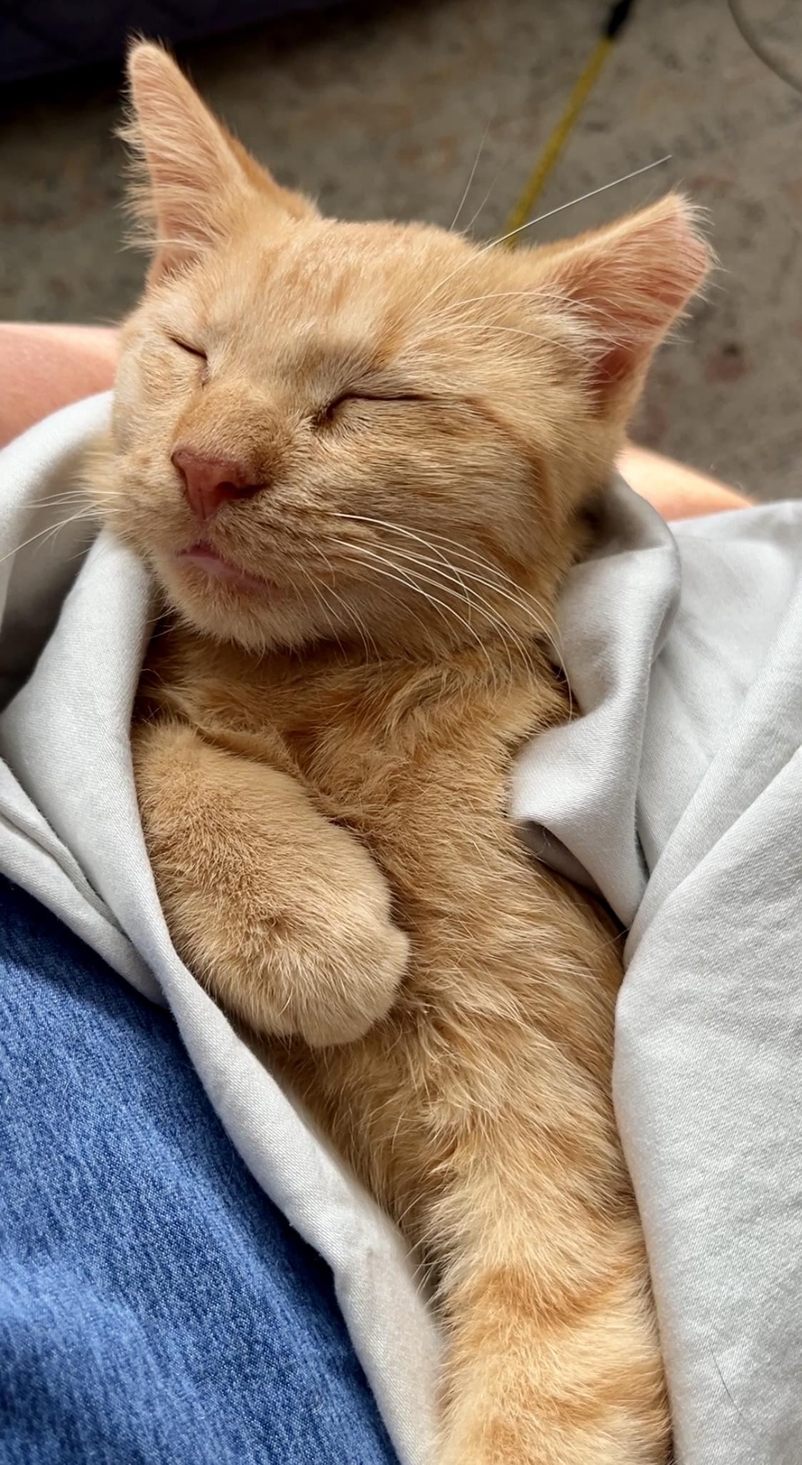 Enlarge Baby Willis, a Adoptable Domestic Short Hair in Lafayette, LA image 3/6