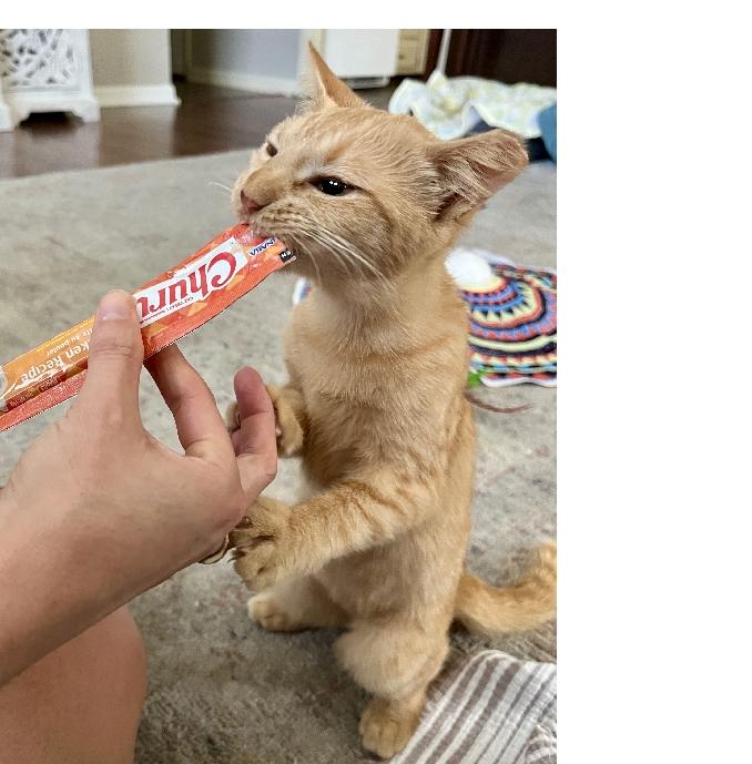Enlarge Baby Willis, a Adoptable Domestic Short Hair in Lafayette, LA image 1/6