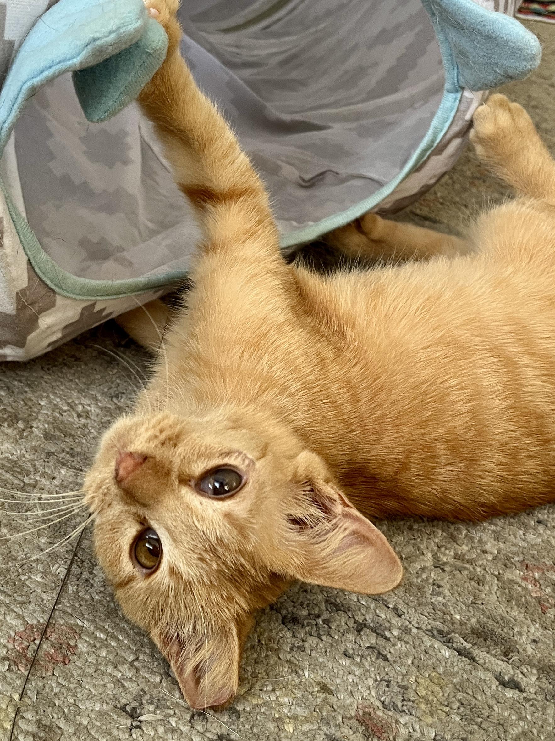 Enlarge Baby Willis, a Adoptable Domestic Short Hair in Lafayette, LA image 2/6