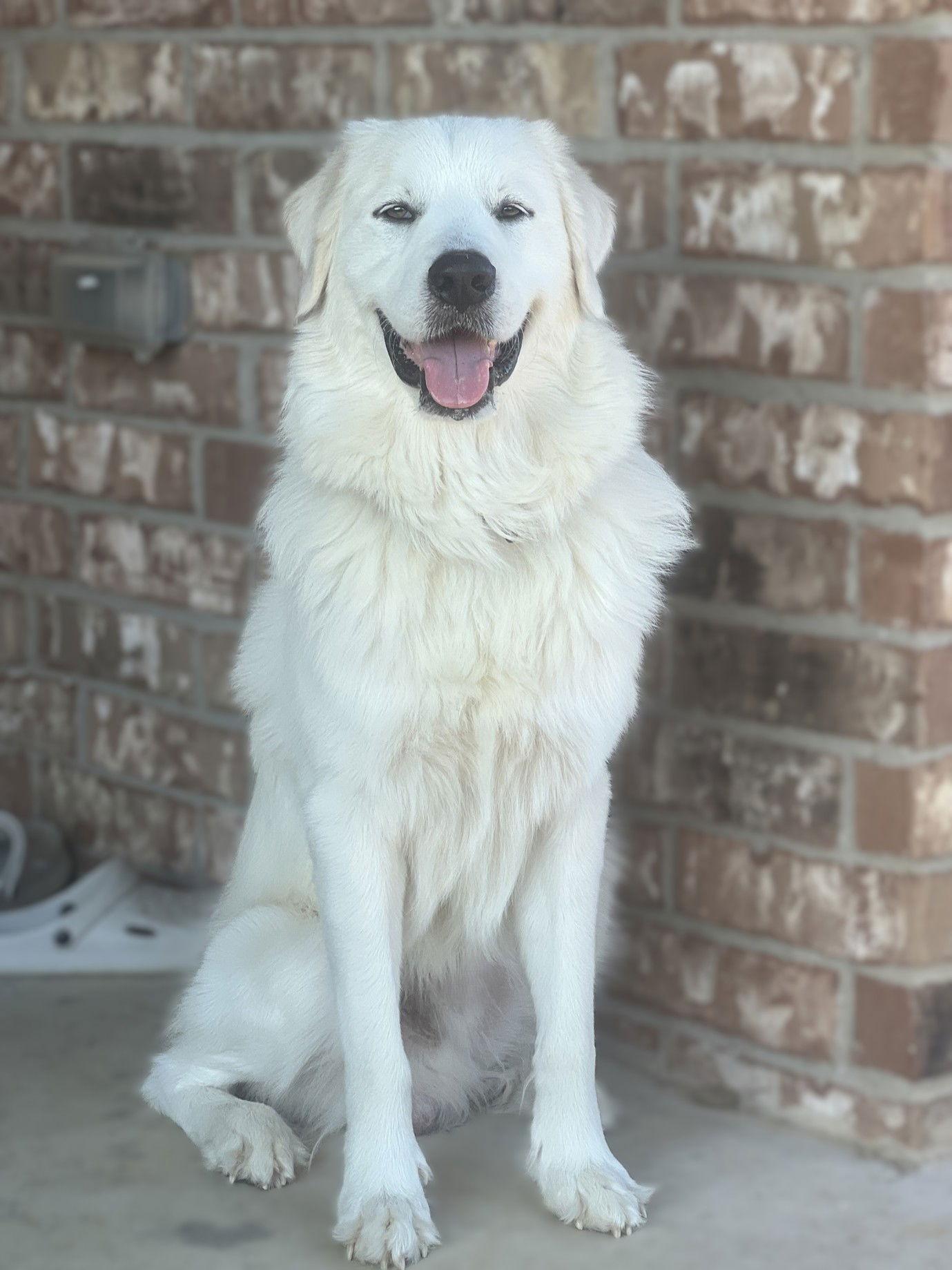 Enlarge Ozzy, a Adopted Great Pyrenees in Garland, TX image 3/6