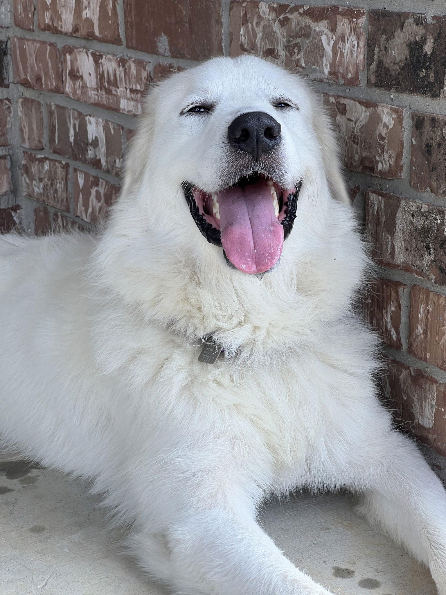 Enlarge Ozzy, a Adopted Great Pyrenees in Garland, TX image 5/6