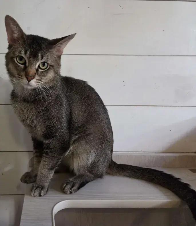 Marx, Adoptable, Adult Male Domestic Short Hair.