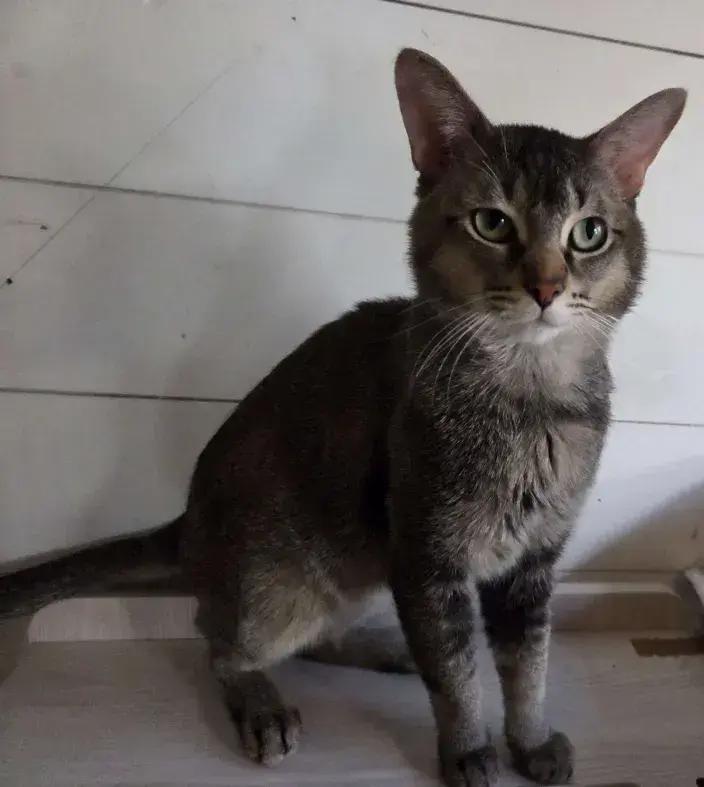 Enlarge Marx, a Adoptable mixed breed in Grand Rapids, MI image 2/6