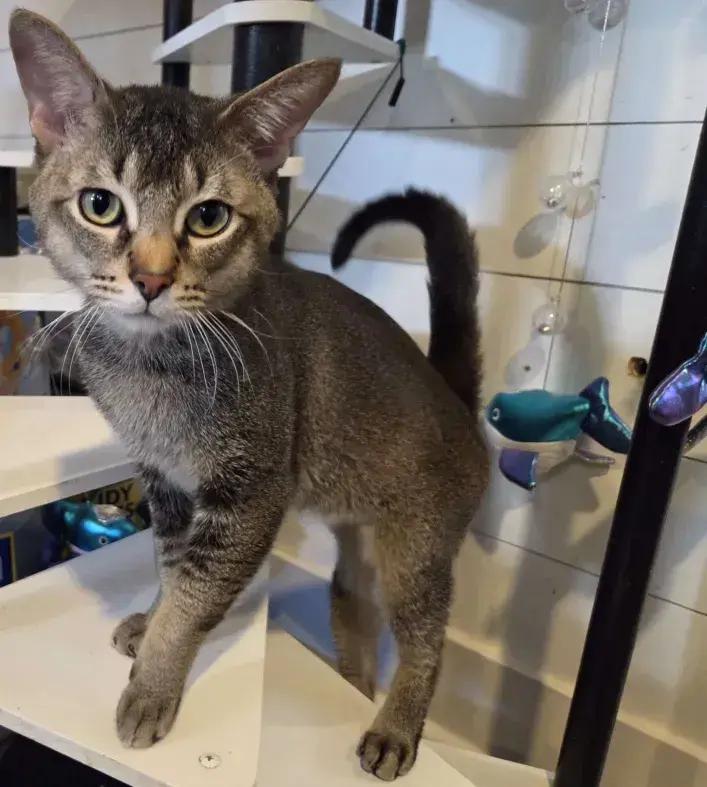 Enlarge Marx, a Adoptable mixed breed in Grand Rapids, MI image 3/6