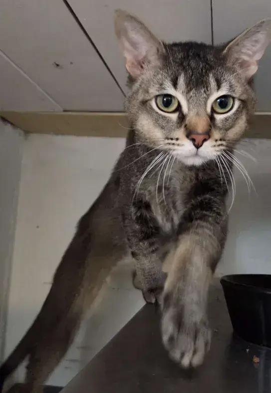 Enlarge Marx, a Adoptable mixed breed in Grand Rapids, MI image 4/6