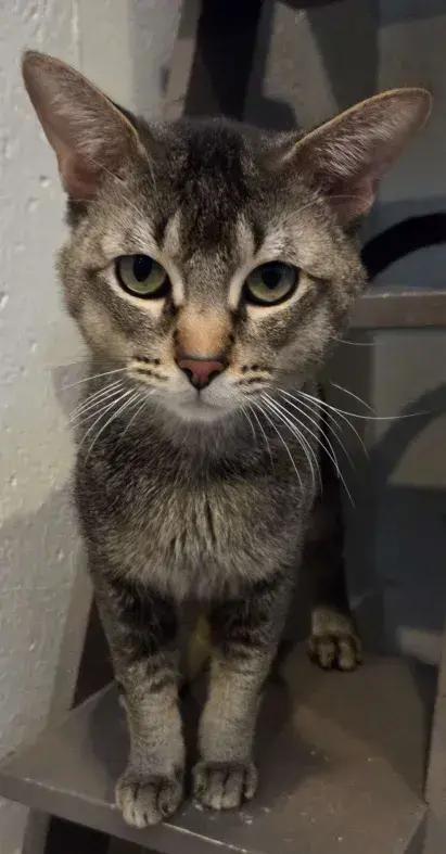 Enlarge Marx, a Adoptable mixed breed in Grand Rapids, MI image 5/6