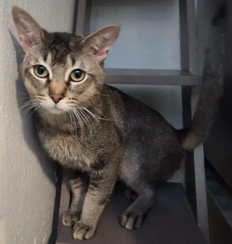 Enlarge Marx, a Adoptable mixed breed in Grand Rapids, MI image 6/6