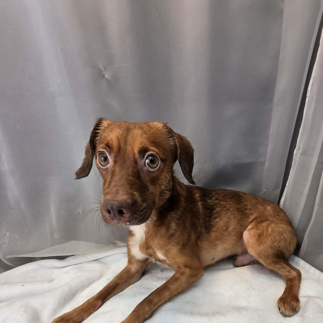Daxon, a Adoptable mixed breed in Southfield , MI image 4/5