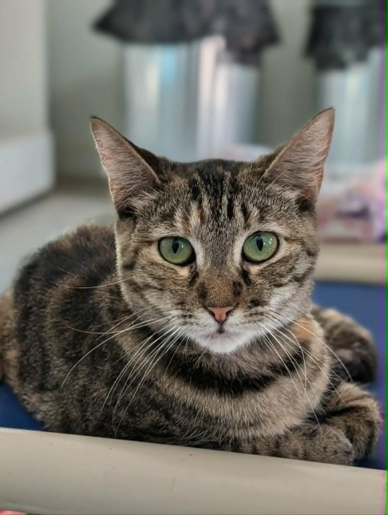 Elphie, Adoptable, Adult Female Domestic Short Hair.