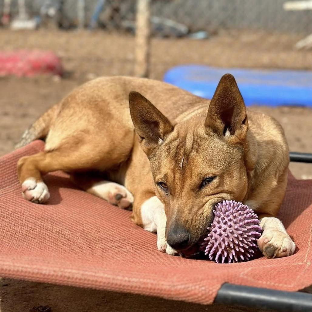 Aubreigh, Adoptable, Young Female Basenji & Mixed Breed.