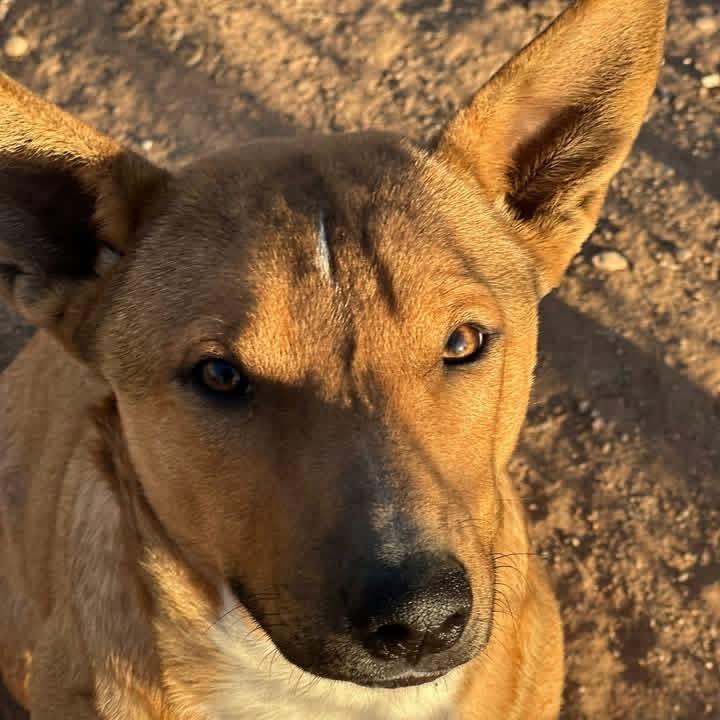 Enlarge Aubreigh, a Adoptable mixed breed in Sand Springs, OK image 1/6