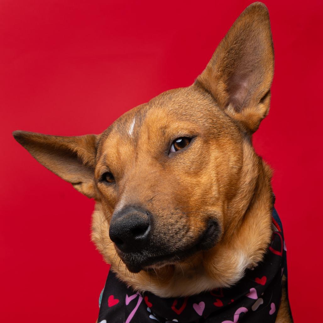 Aubreigh, Adoptable, Adult Female Basenji & Mixed Breed.