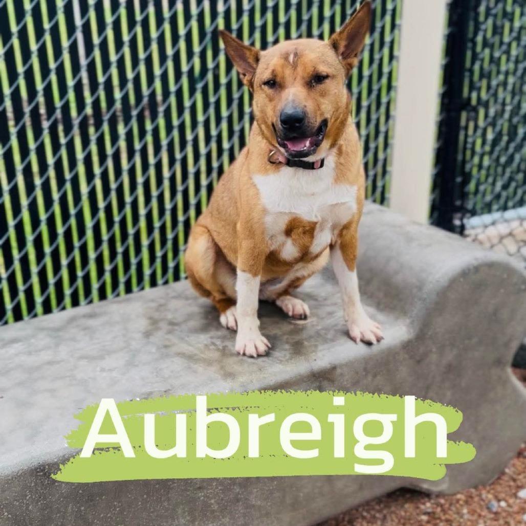 Enlarge Aubreigh, a Adoptable mixed breed in Sand Springs, OK image 2/5