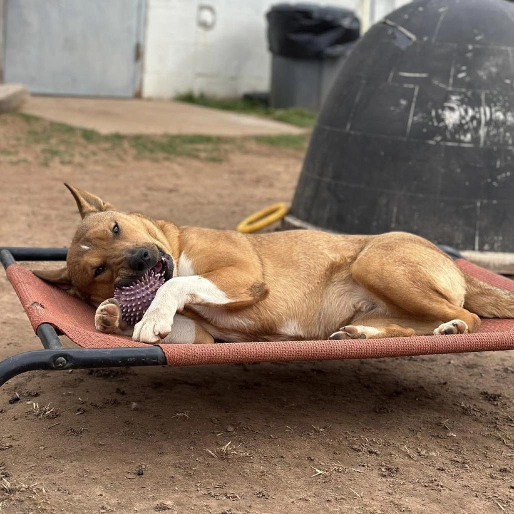 Enlarge Aubreigh, a Adoptable mixed breed in Sand Springs, OK image 3/6