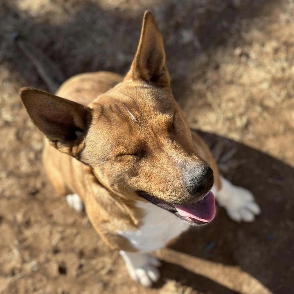 Aubreigh, Adoptable, Young Female Basenji & Mixed Breed.