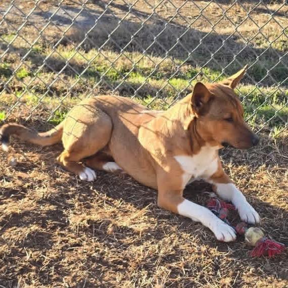 Enlarge Aubreigh, a Adoptable mixed breed in Sand Springs, OK image 2/6
