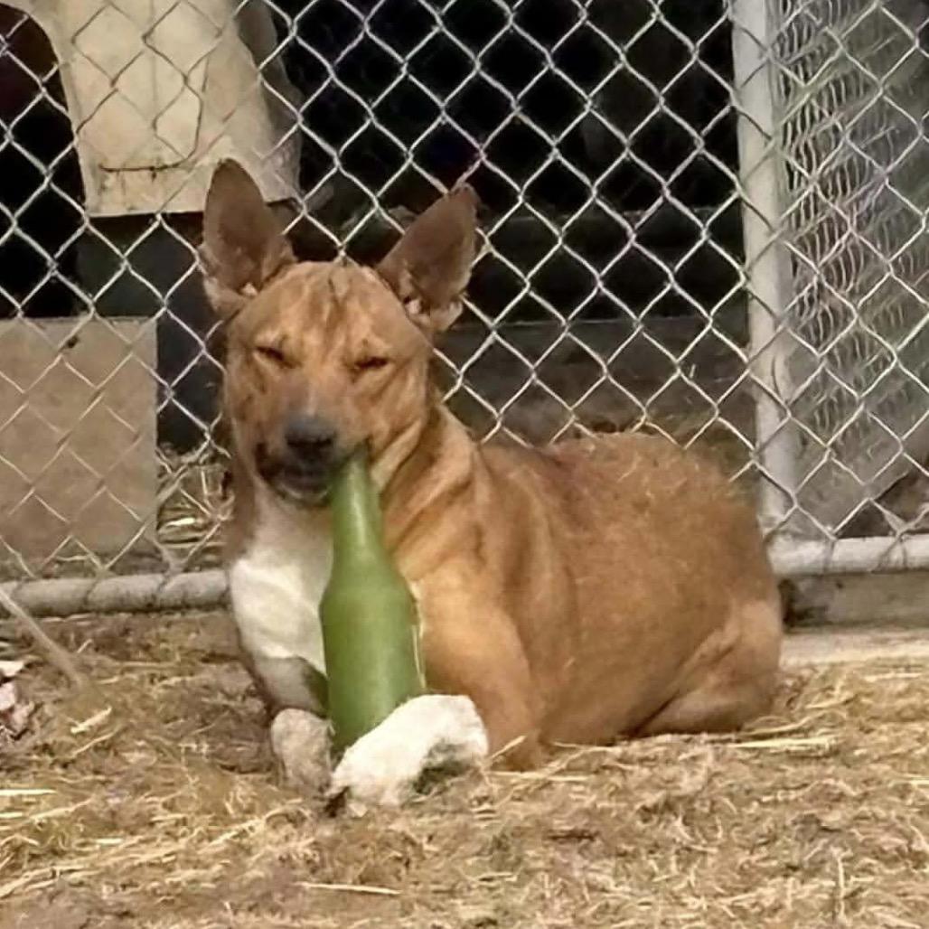 Enlarge Aubreigh, a Adoptable mixed breed in Sand Springs, OK image 4/6