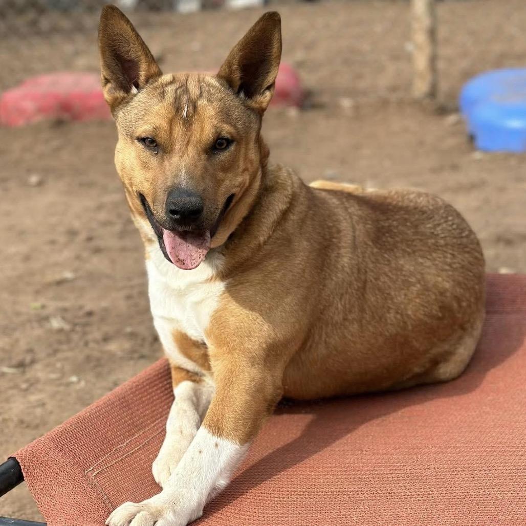 Enlarge Aubreigh, a Adoptable mixed breed in Sand Springs, OK image 3/6