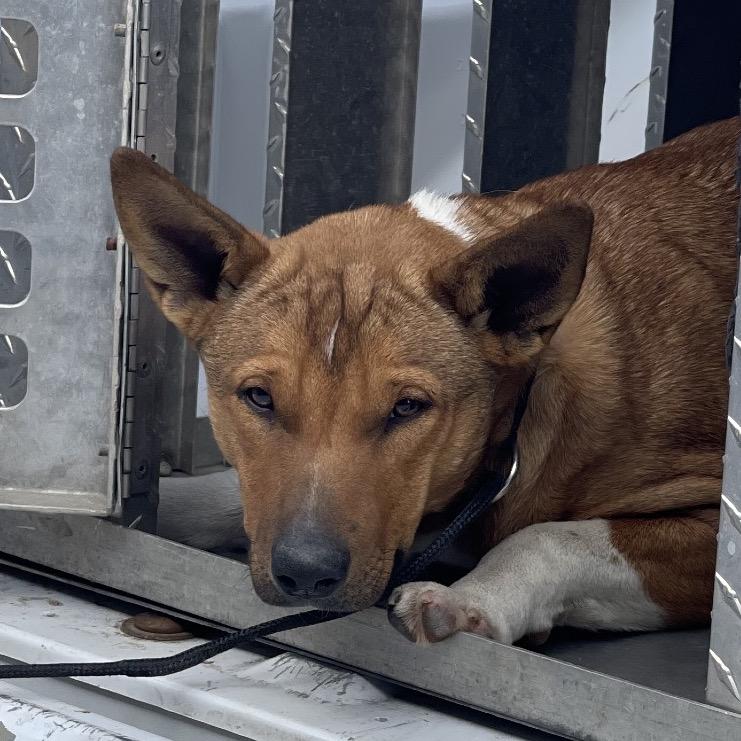 Enlarge Aubreigh, a Adoptable mixed breed in Sand Springs, OK image 3/6