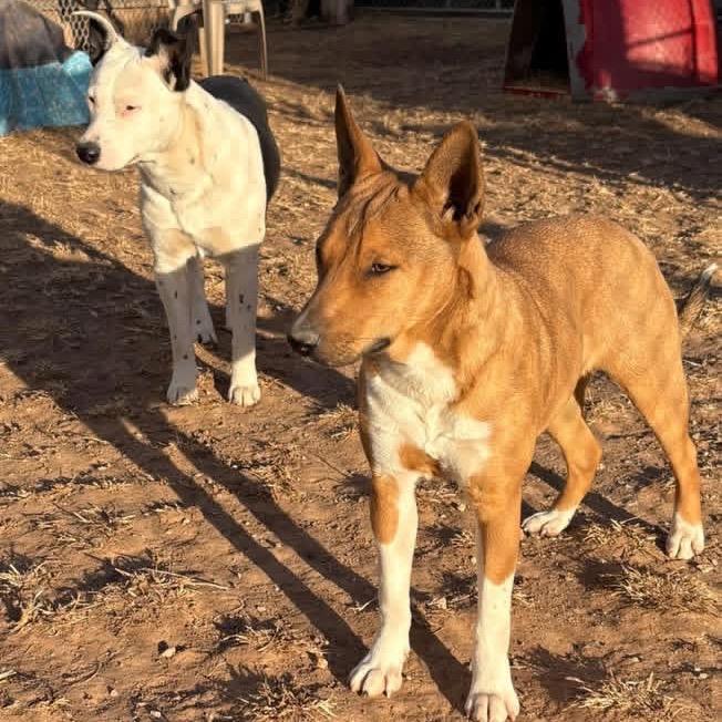 Enlarge Aubreigh, a Adoptable mixed breed in Sand Springs, OK image 6/6