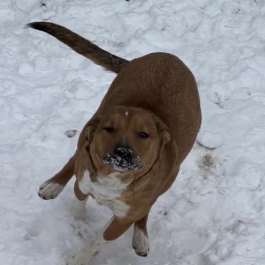 Enlarge Aubreigh, a Adoptable mixed breed in Sand Springs, OK image 4/6