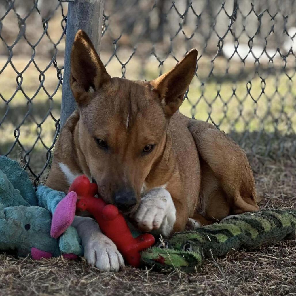 Enlarge Aubreigh, a Adoptable mixed breed in Sand Springs, OK image 5/6